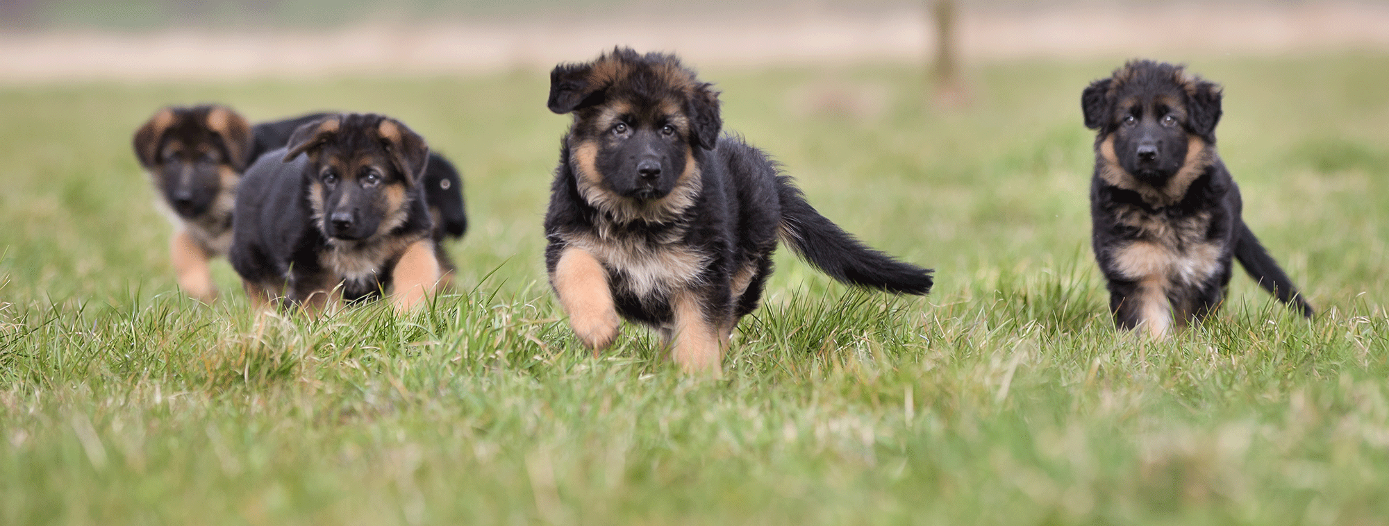 Pup4life